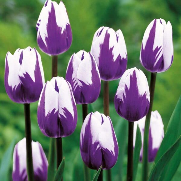 Blueberry Ripple Rembrandt Tulip Spring-flowering Bulbs