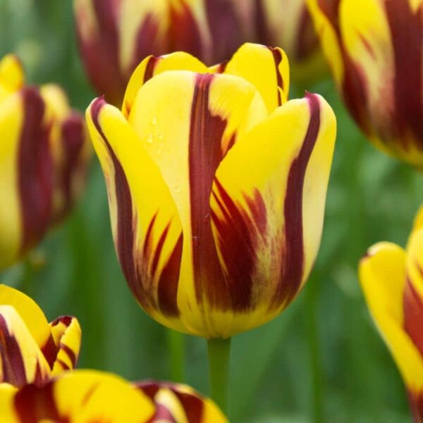 Helmar Rembrandt Tulip Spring-flowering Bulbs