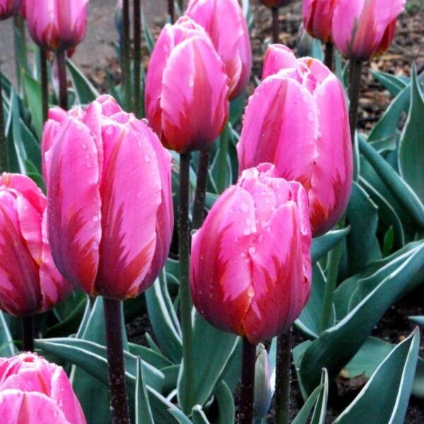 Pretty Princess Rembrandt Tulip Spring-flowering Bulbs
