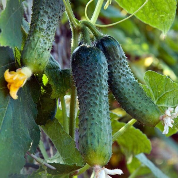 Chef Jeff "Bush Pickle" Cucumber