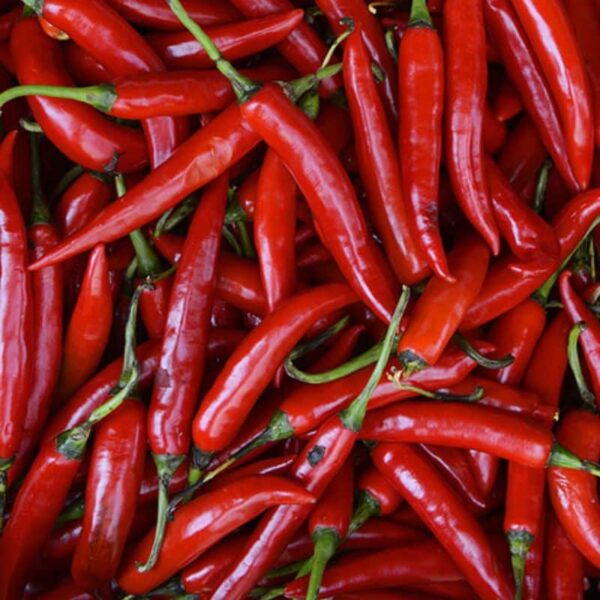 Chef Jeff Serrano Salsarific Pepper