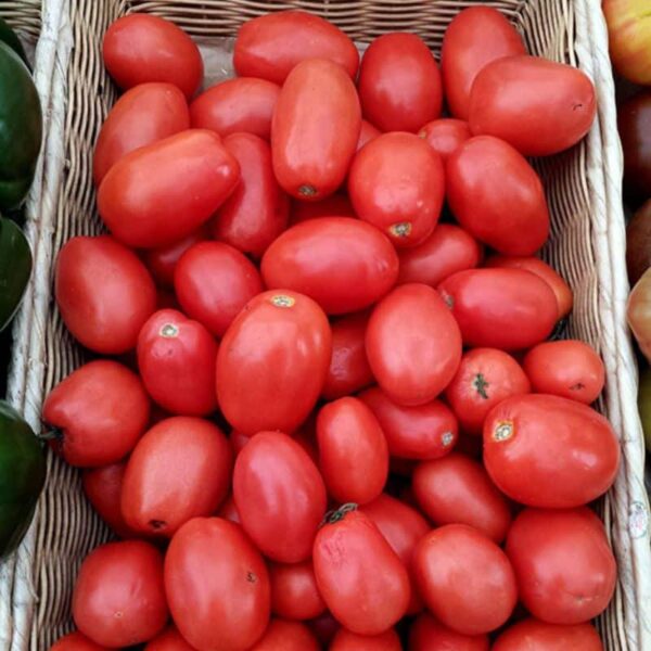 Chef Jeff "Roma" Plum Tomato