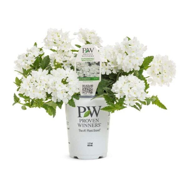 Verbena 'Superbena' 'Whiteout' Proven Winners Grande