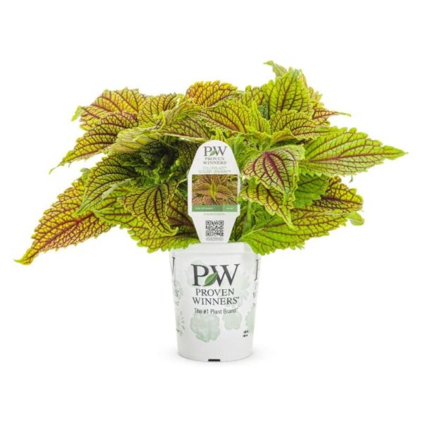Proven Winners 'ColorBlaze' 'Golden Dreams' Coleus Grande