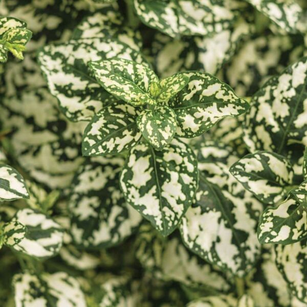 Proven Winners 'Hippo' White Polka Dot Plant Grande