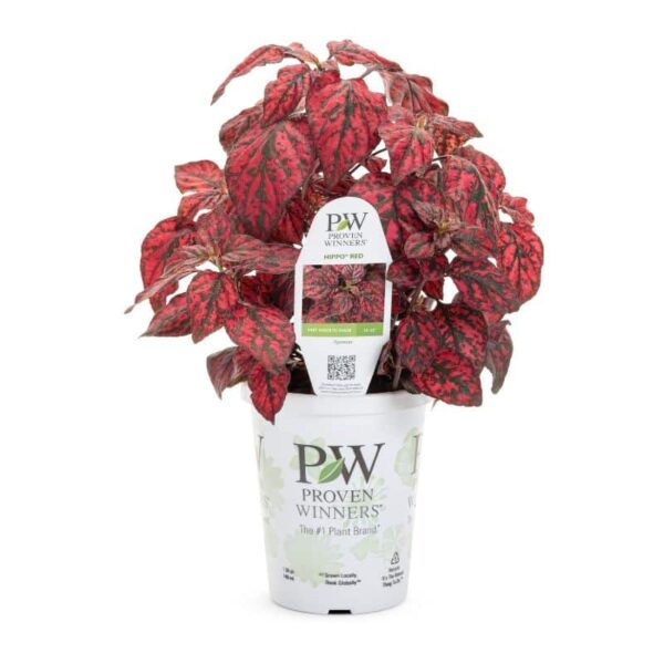 Proven Winners 'Hippo' Red Polka Dot Plant Grande