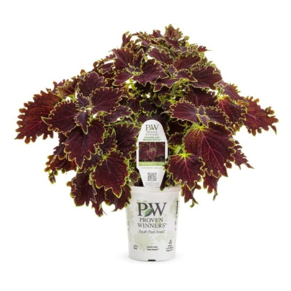 Proven Winners 'ColorBlaze' 'Wicked Witch' Coleus Grande