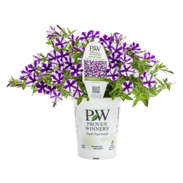 Proven Winners 'Supertunia Mini Vista' Violet Star Petunia Grande
