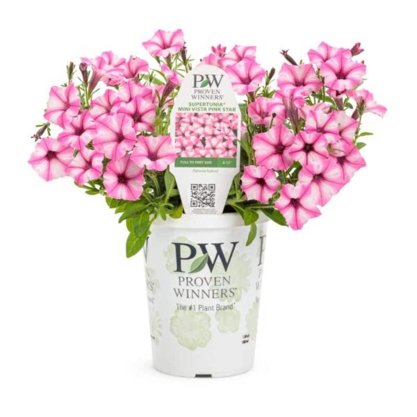 Proven Winners 'Supertunia Mini Vista' Pink Star Petunia Grande