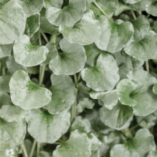 Proven Winners 'Proven Accents' 'Silver Falls' Dichondra 3.5 inch Pot