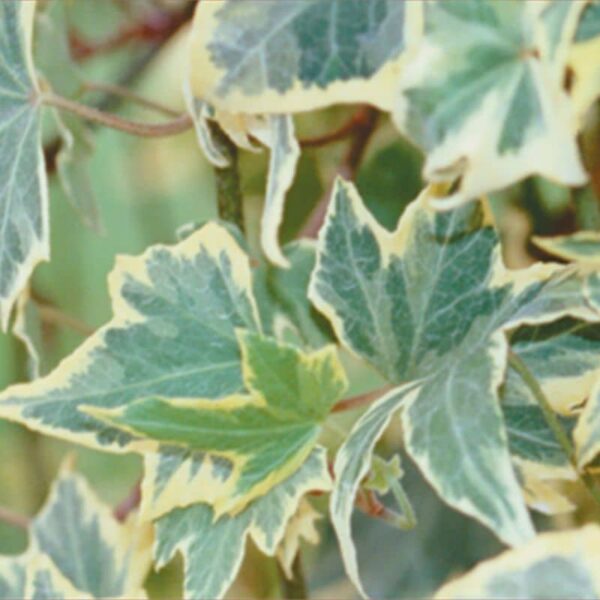 Proven Winners 'Proven Accents' Yellow Ripple Ivy 3.5 inch Pot