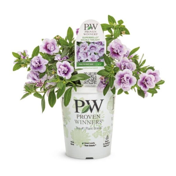 Proven Winners 'Superbells' 'Double Twilight' Calibrachoa Grande