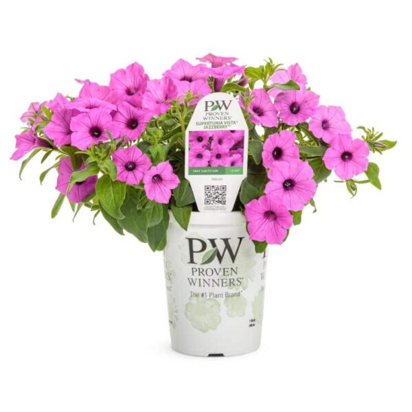 Proven Winners 'Supertunia Vista' 'Jazzberry' Petunia Grande