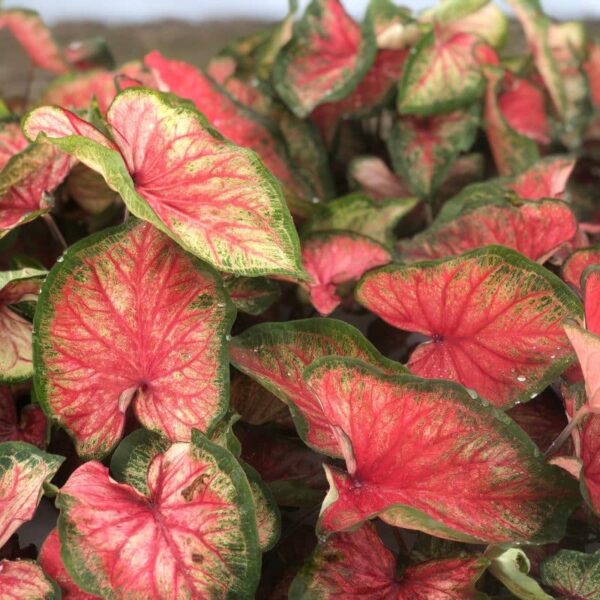 Proven Winners 'Heart to Heart' 'Bold 'N Beautiful' Sun and Shade Caladium Quart Annual