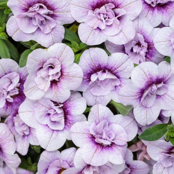 Proven Winners 'Superbells' 'Double Twilight' Calibrachoa Hanging Basket