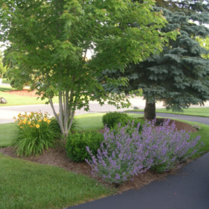 Right Plant, Right Place