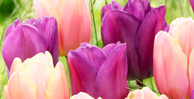 Decorating with Easter Flowers & Plants