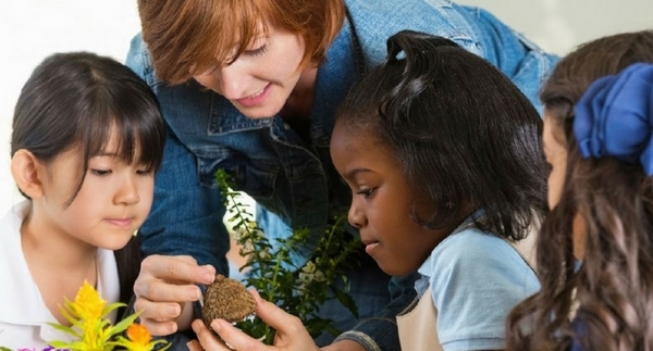 10 Best House Plants for the Classroom