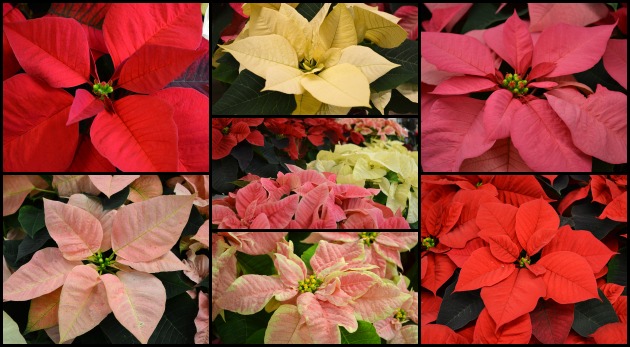 All About Poinsettias