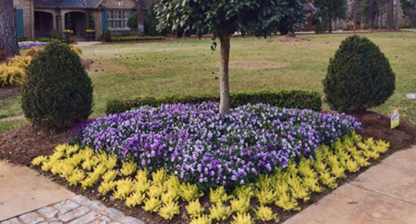 Product spotlight:  Annual Color Displays