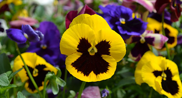 What to do in the Garden this Month: April