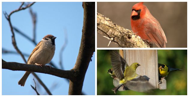 Attracting Birds in all Seasons!