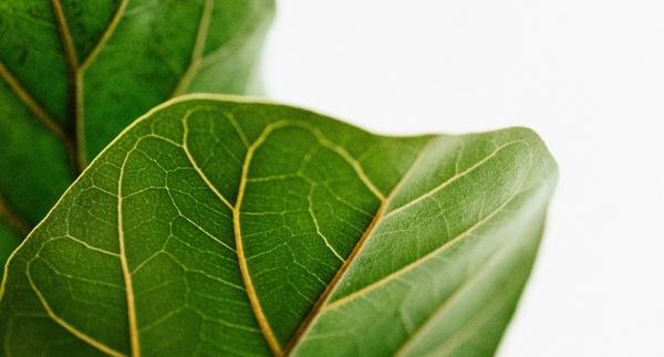 5 Things to do with Mums