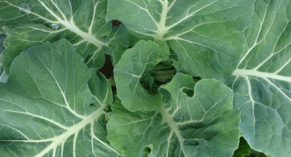 Herb-Infused Dishes to Pair with Beer