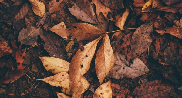 The Benefits of Composting