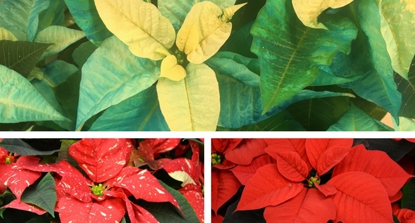 The Guide to Poinsettias