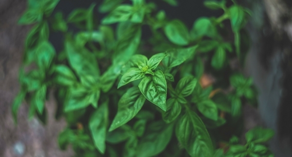Holiday Side Dishes with Fresh Herbs