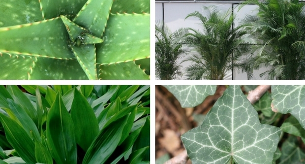 Meg’s Favorite House Plants: January