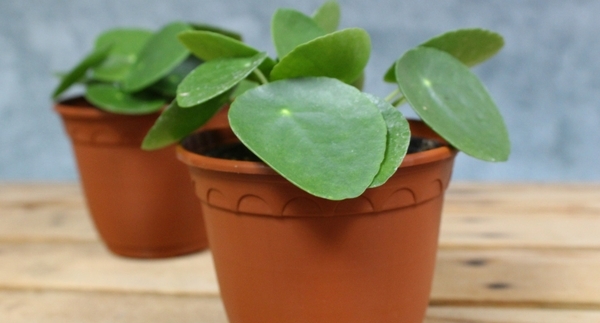 Pilea: Hot House Plant of 2018