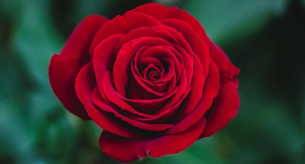 The Guy’s Guide to Valentine’s Day