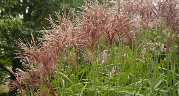 The Guide to Perennial Grasses