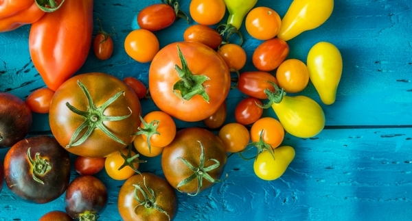 Starting Tomato Plants from Seed