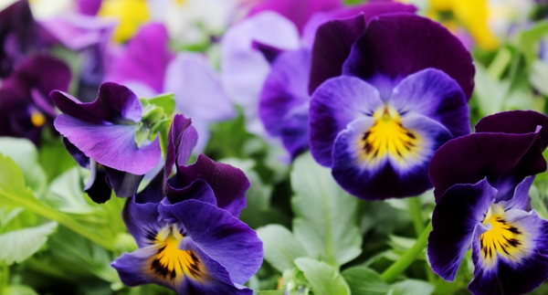 Spring Color Container Garden Recipes