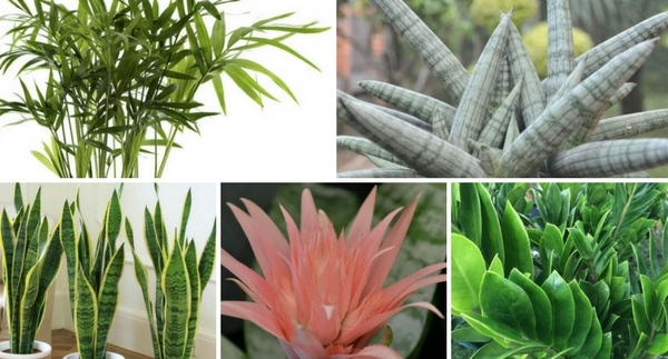 Meg’s Favorite House Plants: April