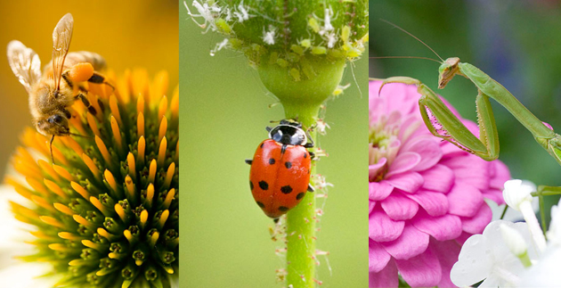 Beneficial Insects: Warding Off Pests and Pollinating Your Yard