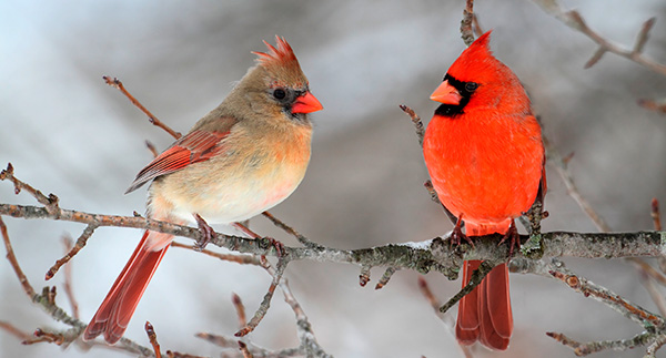 Celebrate National Bird Feeding Month