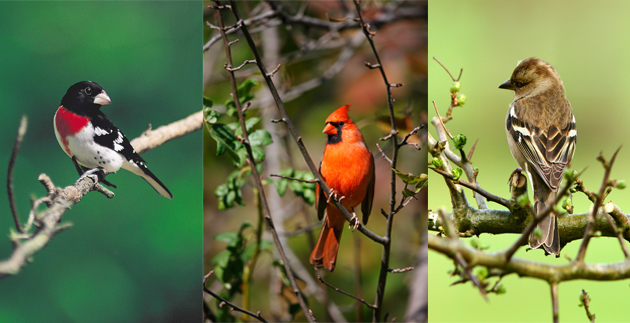 10 Tips for the Newcomer Bird Watcher