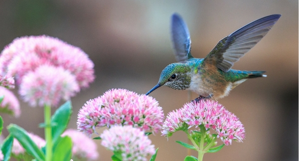 #DidYouKnow: Hummingbirds
