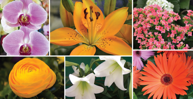 16 of our Favorite Easter Plants & Flowers