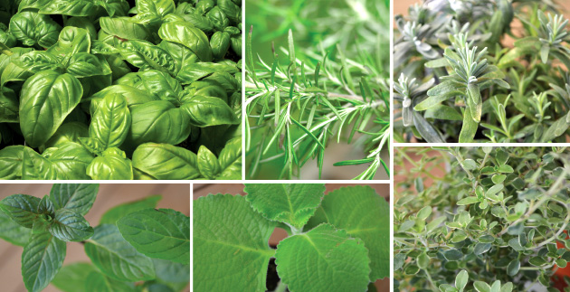 Top 10 Herbs for Your Kitchen