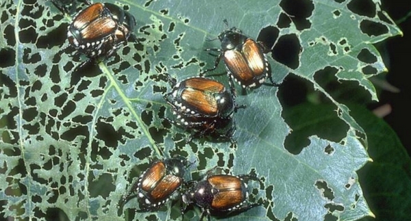 #DidYouKnow: Japanese Beetles