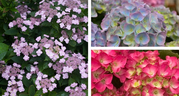 Changing Hydrangea Color