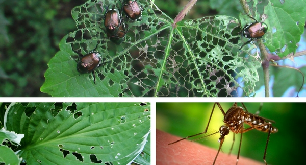 Garden Pharmacy: Summer Plant Problems