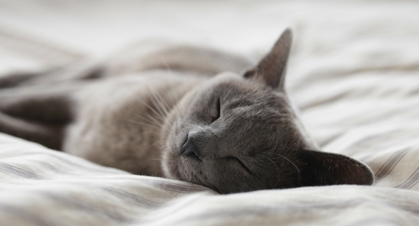 5 Plants That Help You Sleep