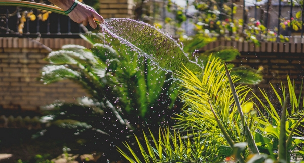 Watering Tips While You’re Away