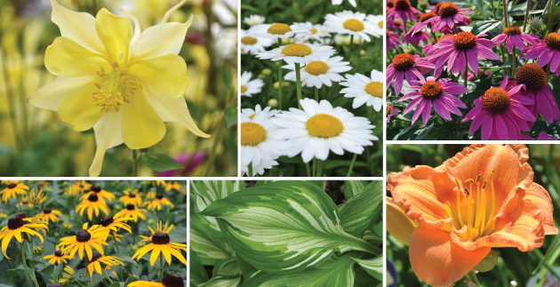 Early Spring is the Best Time to Transplant